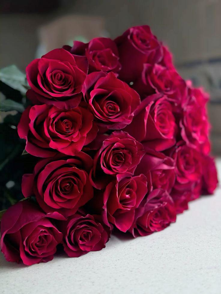 Crimson Velvet Elegance Rose Cluster
